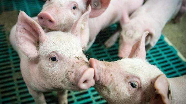 De castratie van biggen van maximaal 7 dagen mag binnenkort door de varkenshouders gebeuren.