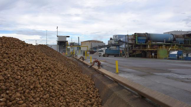 Sinds de start van de campagne eind september werd al 2,5 miljoen ton bieten opgehaald in de fabrieken van Tienen, Wanze en Longchamps.