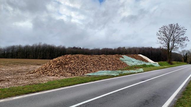 Her en der tref je nog steeds bietenhopen, de kwaliteit gaat sterk acheruit door de hoge temperaturen. De sterke wind met oudejaar deed zelfs de dekzeilen wegvliegen.