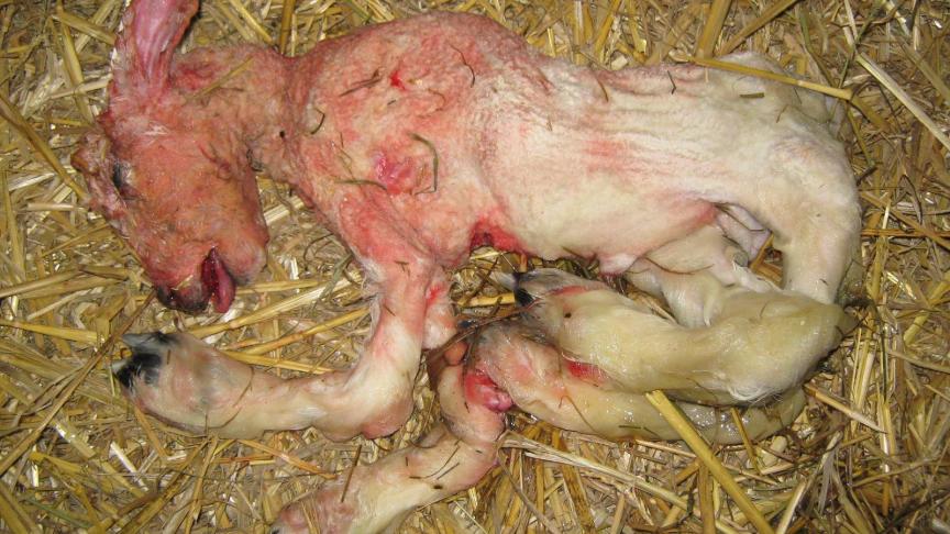 De lammeren van besmette drachtige ooien hebben een hoge kans op misvormingen van de poten, 
de nek, de ruggengraat en de hersenen.