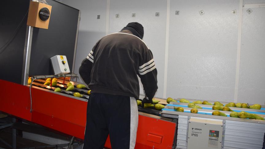 Ondanks de mechanisatie komt bij landbouw nog altijd veel arbeid kijken, zoals bijvoorbeeld bij het sorteren van peren.