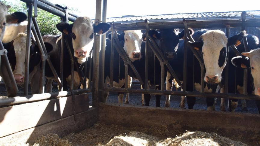 De EU melkaanvoer bleef over het gehele kalenderjaar 2016 nog net boven het niveau van 2015.