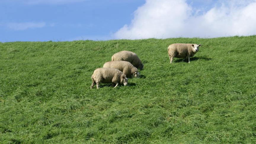 grazende schapen