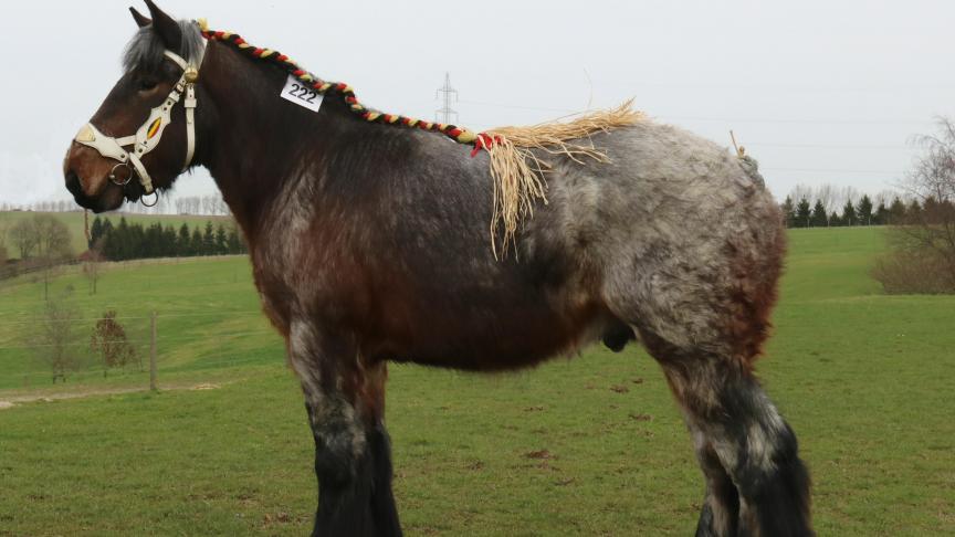 Matteo van het Oostveld (Udo van de Zaaidijk x Roel van de Lindehoef), Eig.: Remi Verhulst, Sint-Pauwels.