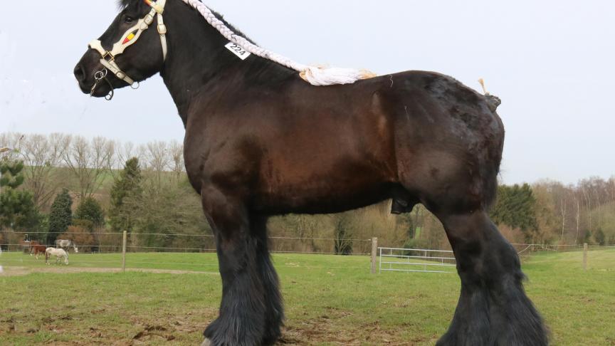 Thynes van ‘t Hengelhof (Bart van Wienenhof x Max van den Egelenberg), Eig.: Jansen - Meesters P., Zutendaal.