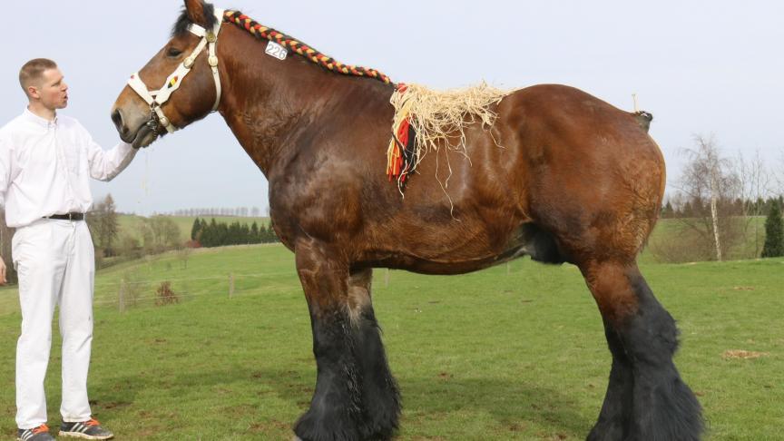 Fiston van hoeve Ruth (Fiston du Seigneur x Isidore van den Hagelberg), goedgekeurd in de bijzondere keuring. Eig.: Alain Moreels-Duisburg, Vossem.