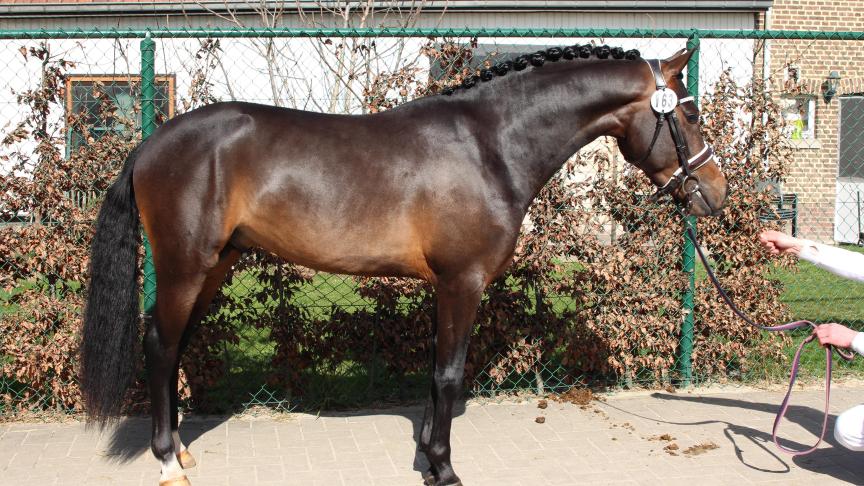 De vierjarige hengst Ace, eveneens interessant voor de Belgische fokkerij.