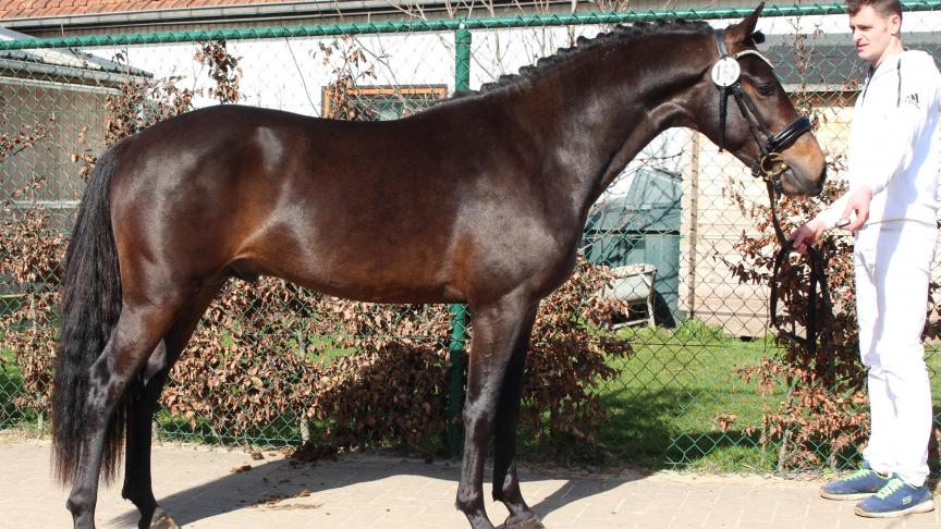 De driejarige hengst Sulaatik’s San-Remo is door zijn bloedvoering interessant voor de Belgische fokkerij.