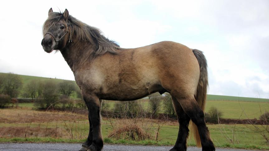 De 4-jarige Zeb van den Capellenbergh.
