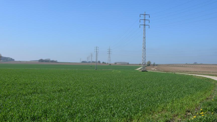 In wintergerst wordt dwergroest waargenomen, in spelt gele roest.