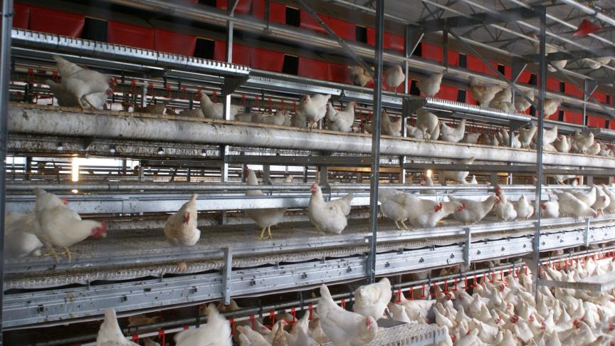 De vogelgriep veroorzaakt grote schade in de pluimveehouderij.