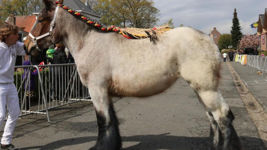 Amelie van den Bunder, eerste prijs bij de merries geboren in 2015 eerste reeks. Eig.: Maarten Camerlinck uit Kaprijke.