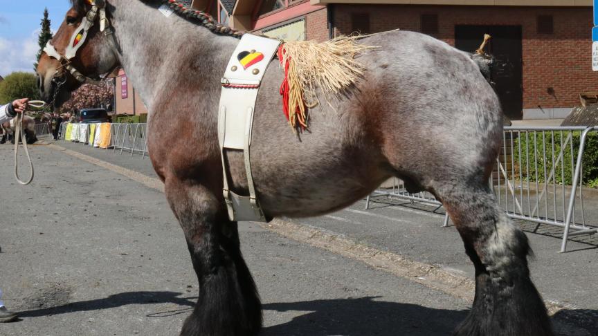 Florence van de Molenput, eerste prijs bij de merries geboren in 2011. Eig.: Koen & Marnix De Brabander uit Evergem.