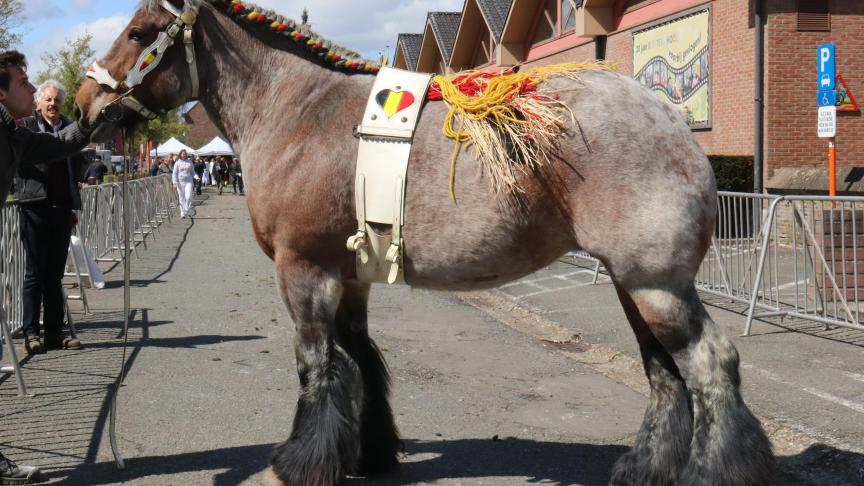 Nadia van de Zaaidijk, eerste prijs bij de merries geboren in 2013 en tevens reservekampioene. Eig.: Luc & Ignace Imschoot uit Beervelde.