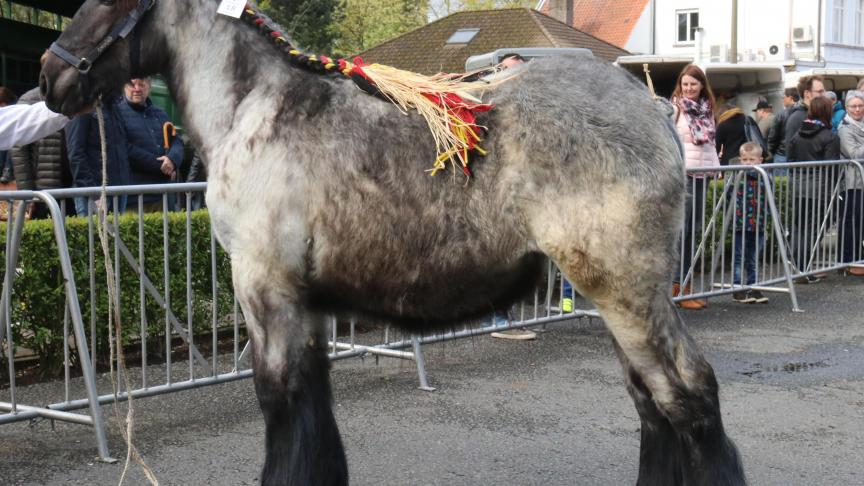 Selah van de de Doore Plas, eerste prijs bij de merrieveulens geboren in 2016, tweede reeks. Eig.: Steven Vlaemynck uit Nevele.