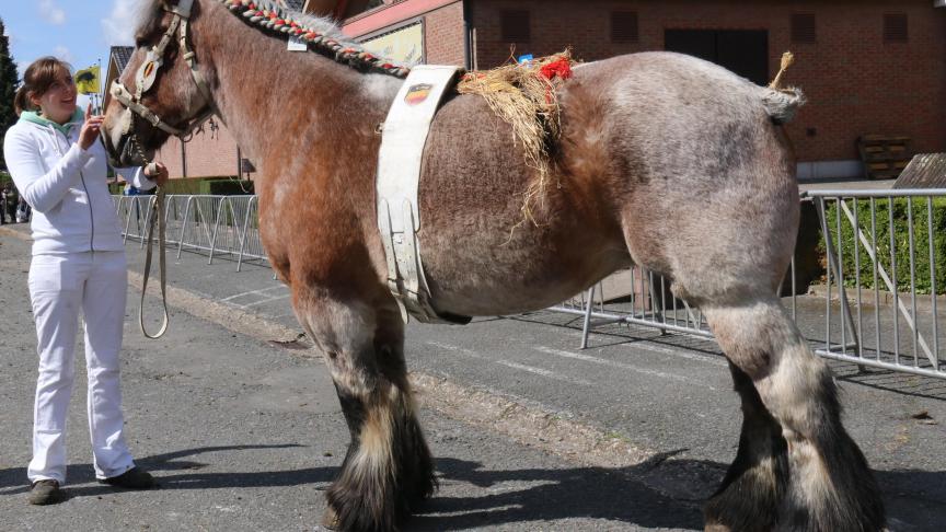 Tessy van de Molenput, eerste prijs bij de meries geboren in 2004 of 2005. Eig.: Koen & Marnix De Brabander uit Evergem.