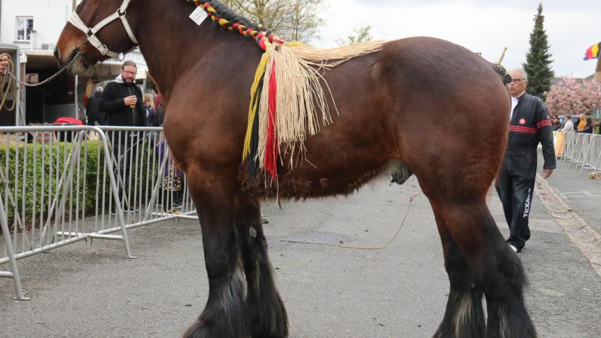Vico van Ooidonk, eerste prijs bij de hengsten geboren in 2015. Eig.: Julien Cocquet uit Sint-Martens-Leerne.