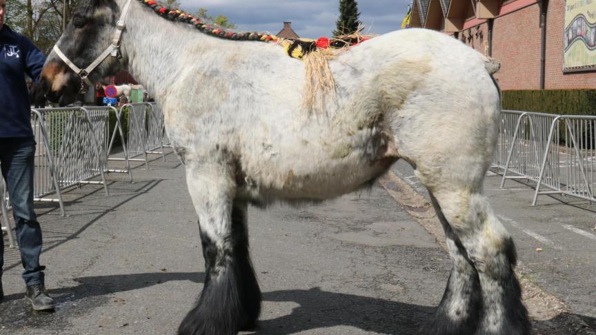 Yasmine van ‘t Clerckshof, eerste prijs bij de merries geboren in 2015 tweede reeks. Eig.: Jens teerlinck uit Kaprijke.