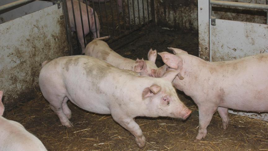 Typisch voor de Zweedse varkenshouderij zijn de hogere bouwkosten (halfroosterstallen met lage  bezettingsdichtheden), het gebruik van stro (eigen productie), hoge arbeidskosten en het gebruik van  Duroc genetica.