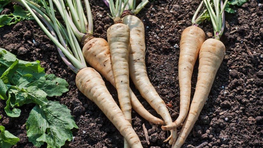 De witte wortels van de pastinaak kunnen tot wel 30 à 40 cm lang worden.