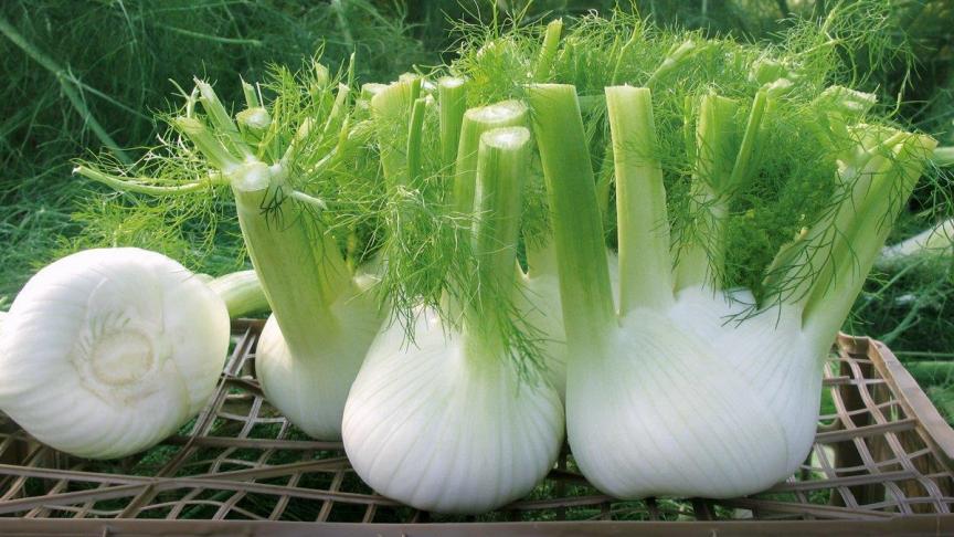 Knolvenkel wordt geoogst door de knol net boven de wortels af te snijden en de stengels sterk in te korten.