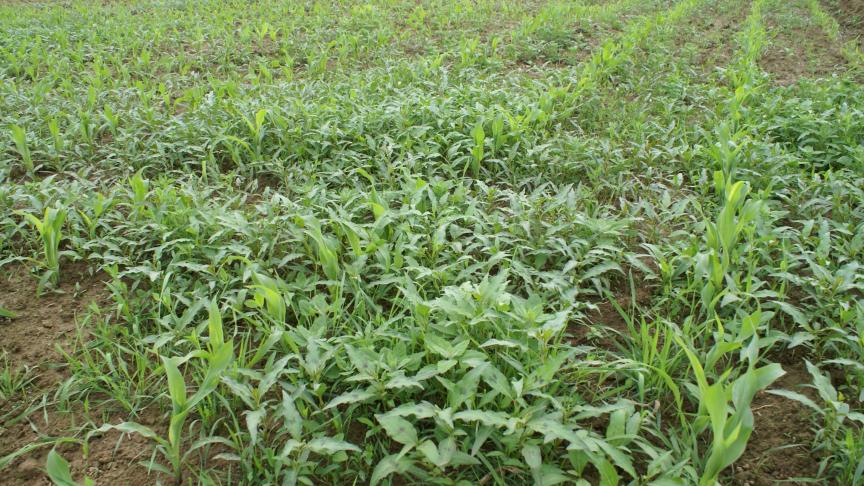 Het 3-4 bladstadium van maïs is een ideaal moment om onkruiden te bestrijden, later kan selectiviteitsproblemen geven.