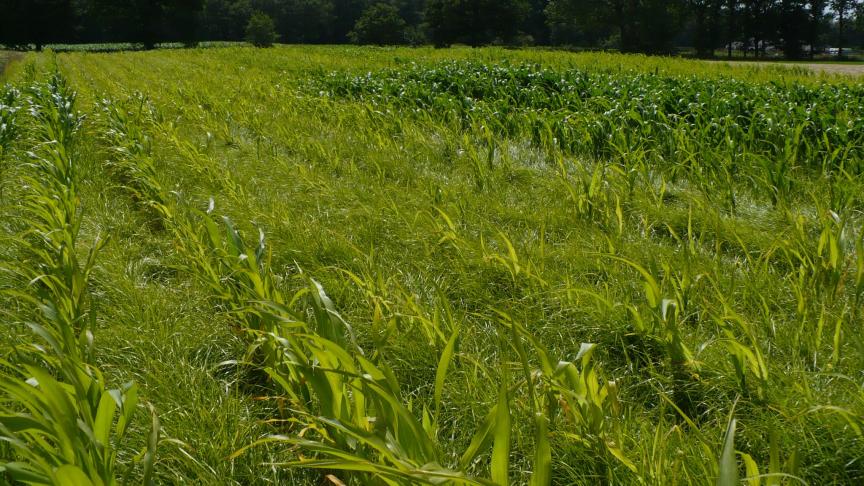 Knolcyperus breidt jammer genoeg uit. Maïs is de ideale teelt om  knolcyperus te bestrijden.