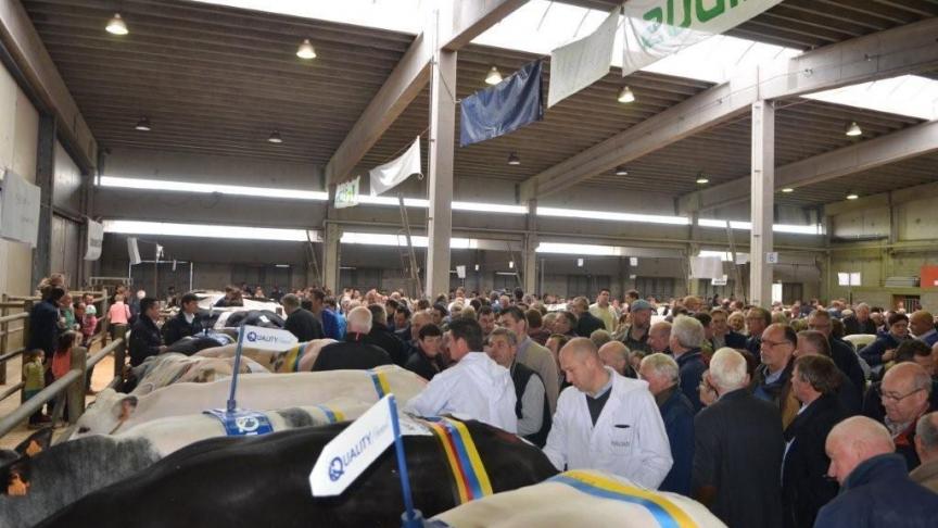 Meer dan 240 dieren afkomstig van heel het land waren er aanwezig op deze prachtige tot in de puntjes georganiseerde vleesveetentoonstelling.