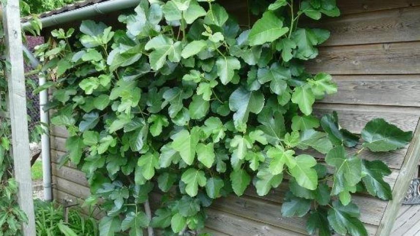 Vijgen gedijen in ons klimaat best tegen een zuidermuur en geven meer opbrengst als ze in leivorm worden gesnoeid.