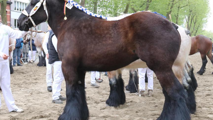 Carola van het Hermeshof, eig. Henckens – Geusens & zonen – Maaseik, eerste prijs bij de merries geboren in 2014 2é reeks.