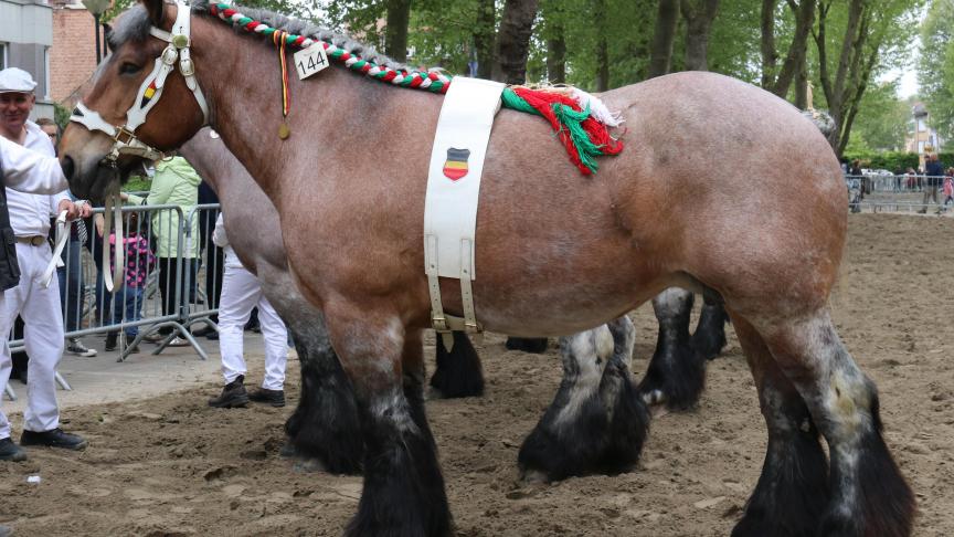 Elina van het Kruissewegje, eig. Herman De Greeff - Elewijt, eerste prijs bij de merries geboren van elf jaar en ouder.