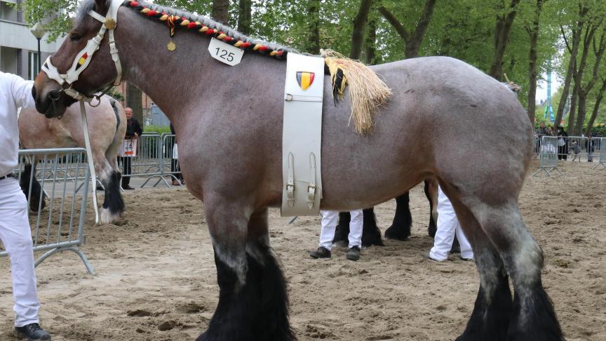 Evita van ‘t Costershof, eig. Johan Vereertbrhuggen – Opwijk, eerste prijs bij de merries geboren in 2010.