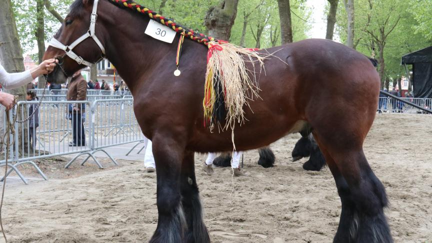 Vico van Ooidonk, eig. Julien Cocquyt – Deinze, eerste prijs bij de hengsten geboren in 2015 2é reeks.