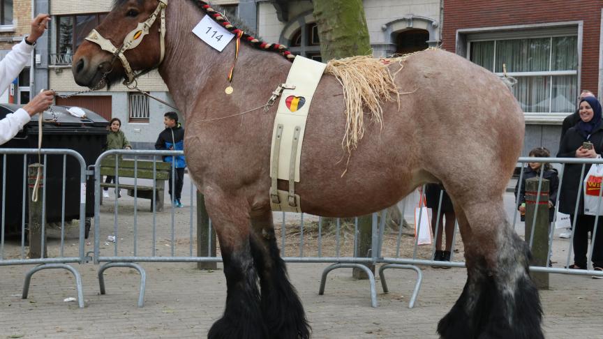 Xanddrina van de Lindenhoeve, eig. Jan Deboe – Ophasselt, eerste prijs bij de merries geboren in 2011.