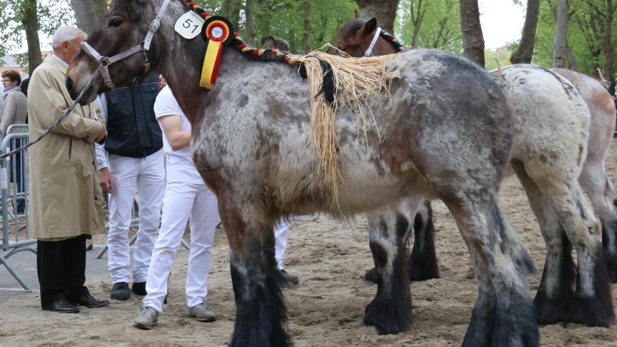 Mabelle van de Boterhoeve, eig. Luc & Ignace Imschoot – Beervelde, eerste prijs bij de merrieveulens geboren 2016 derde reeks en tevens kampioene.