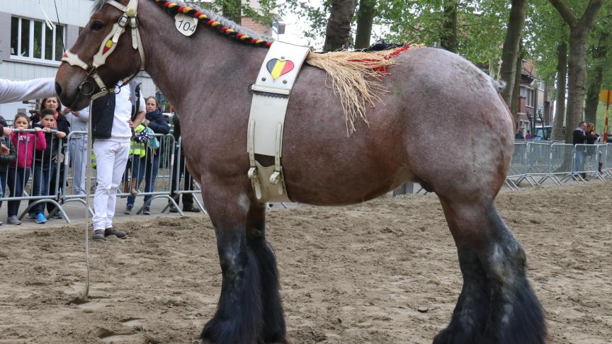 Nadia van de Zaaidijk, eig. Luc & Ignace Imschoot – Beervelde, eerste prijs bij de merries geboren in 2013 en tevens dagkampioene.