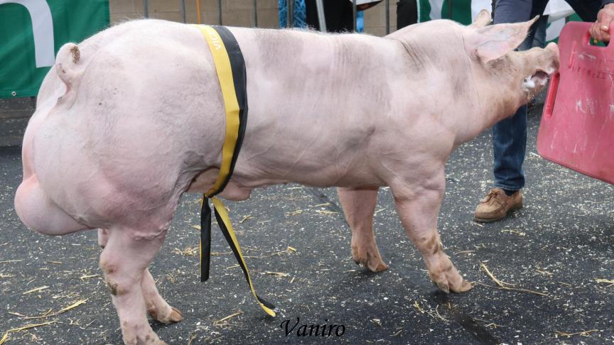 Winnaar reeks 6 en vicekampioen bij de Piétrainberen jonger dan 9 maanden: Vaniro. Fokker: Vermeiren Luk. Eigenaar: KI-Bevel.