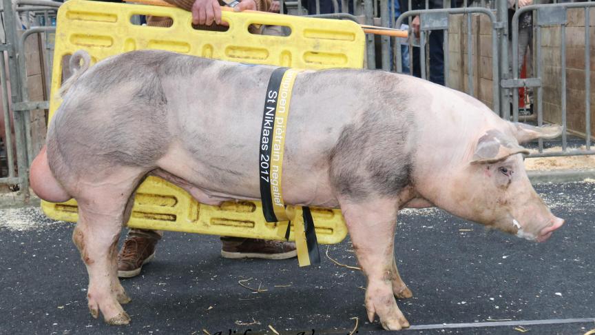 Winnaar reeks 1 en kampioen bij de stressnegatieve Piétrainberen: Vid van Venetie. Fokker Delcroix Tony.