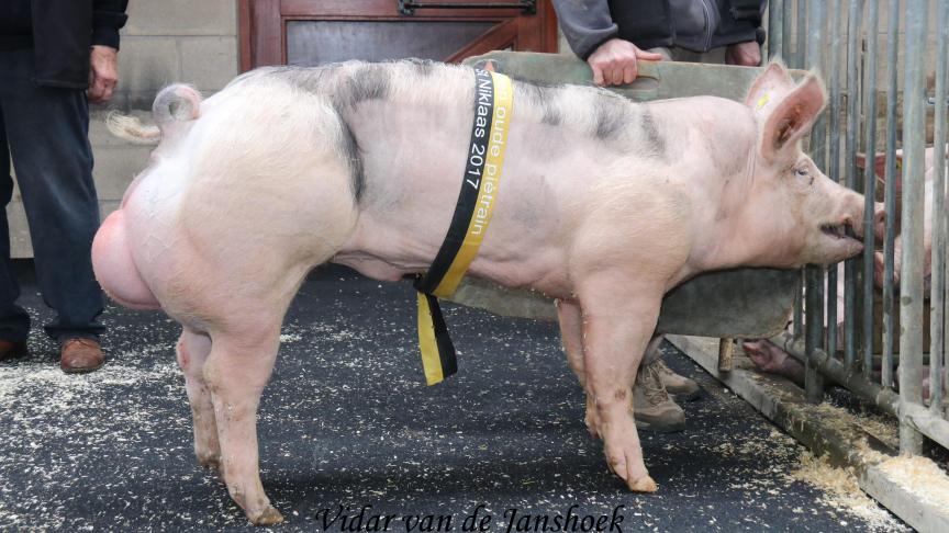 Winnaar reeks 2 en algemeen Vlaams kampioen bij de Piétrainberen: Vidar van de Janshoek. Fokker: Gorssen-Berger. Eigenaar: KI-Daelman.