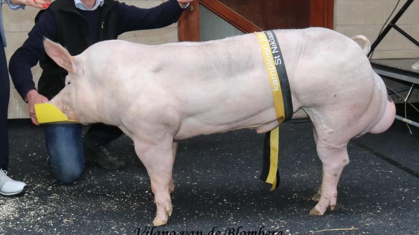 Winnaar reeks 5 en kampioen bij de Piétrainberen jonger dan 9 maanden: Vilano van de Blomberg. Fokker: Vancompernolle Christoph.