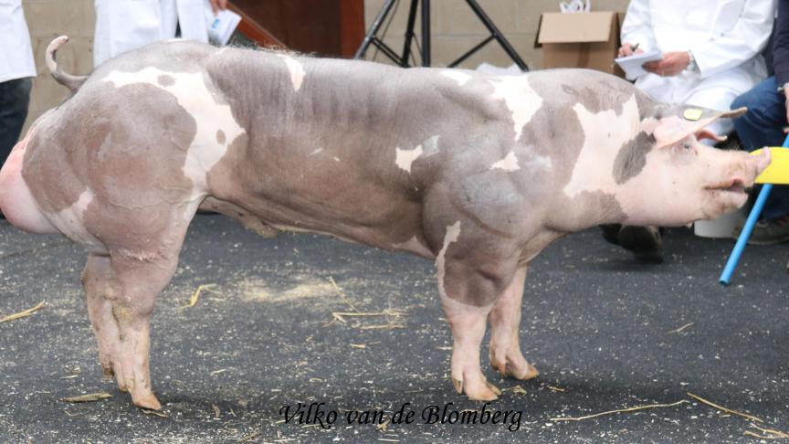 Winnaar reeks 3 bij de Piétrainberen: Vilko van de Blomberg. Fokker: Vancompernolle Christoph. Eigenaar: KI-Daelman.
