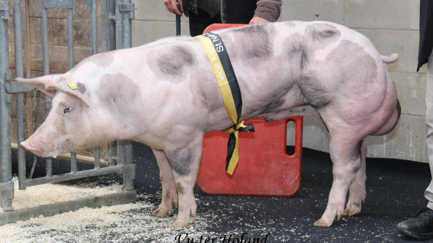 Winnaar reeks 4 en vicekampioen bij de Piétrainberen ouder dan 9 maanden: Vu ter Holand. Fokker: Devenyns Mieke. Eigenaar: KI-Verstraeten.