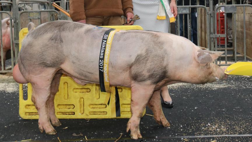Vural, eig. Peter Relaes, reservekampioen bij de stressbestendige Piétrains.