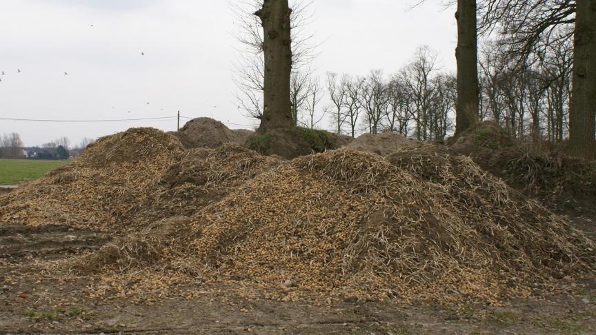 Sorteergrond van aardappelen blijkt nog steeds de vroegste en ergste infectiebron van de aardappelplaag te zijn.