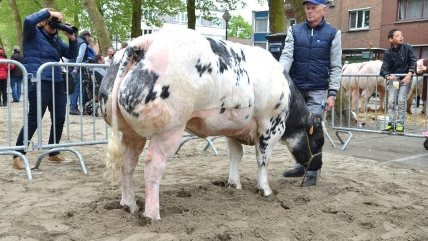 Kolette van de Kouter (v. Or), eerste prijs jonge vaarzen reeks C. Eig.:  Van Boxstael - De Smedt, Opwijk.