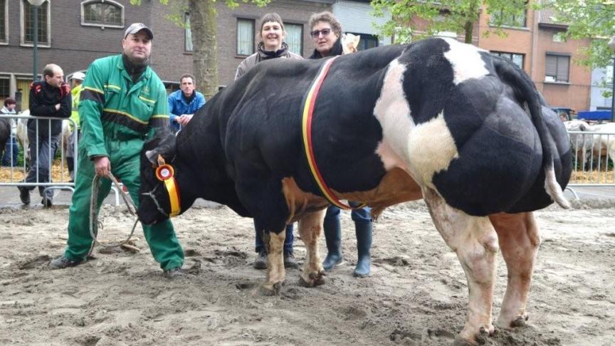 Iniësta van Chipohof (v. Imperial), kampioen oudere stieren.  Eig.: Andries LV, Humbeek.