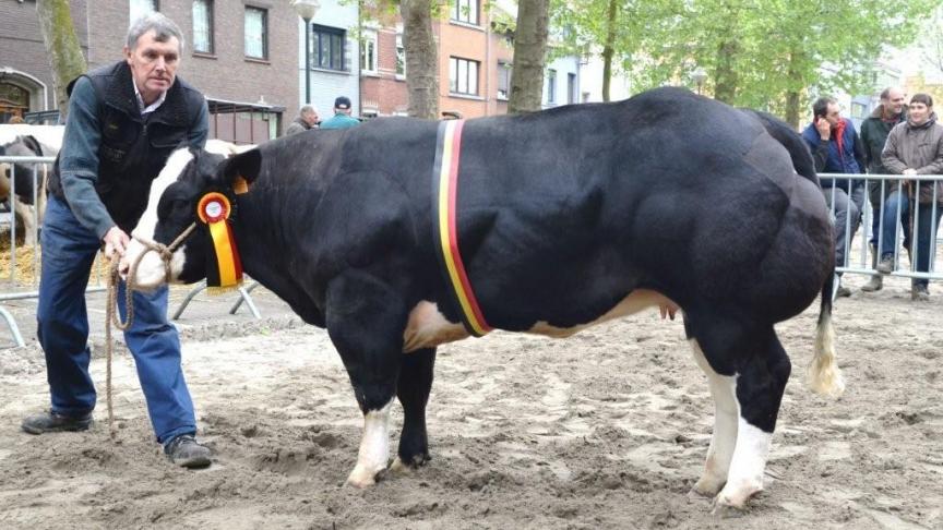 Klaartje van Moorsel (v. Cantona), kampioene jonge vaarzen.  Eig.: Van Der Biest Fr., Moorsel.