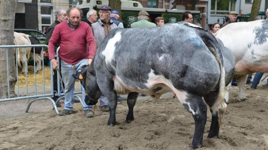Hacienda van de Mespelhoeve  (v. Imperial), eerste prijs koeien reeks B. Eig.: De Block W., Asse.