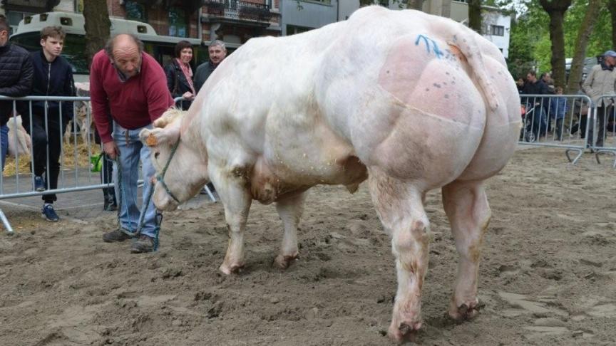 Kannu van Kettelo (v. Tilouis),  eerste prijs oudere stieren geboren in 2014. Eig.: De Block W., Asse.