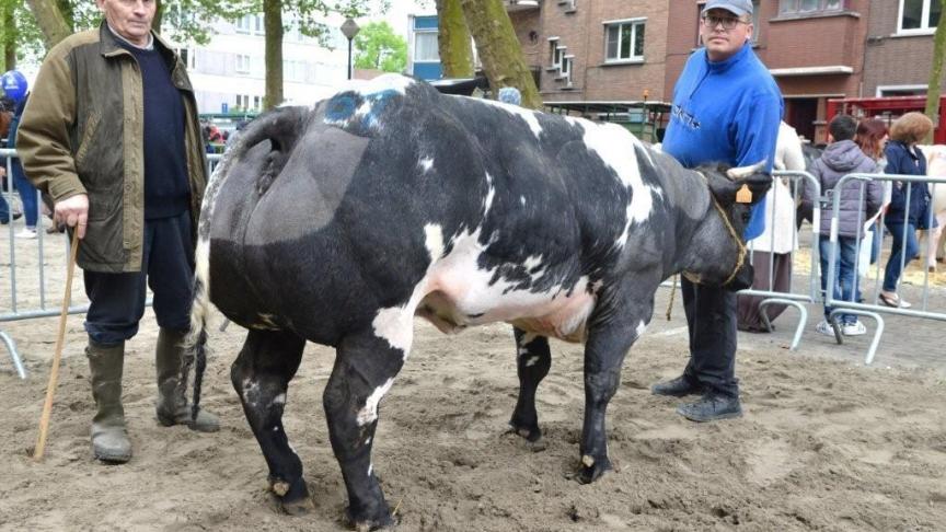 Java van de Sluizenweg (v. Benhur), eerste prijs oudere vaarzen reeks A. Eig.: Peters M., Millen.